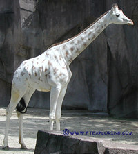 giraffe