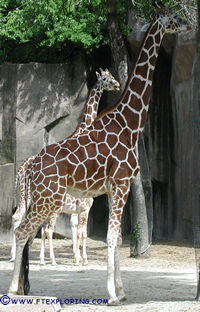 giraffe