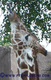 giraffe