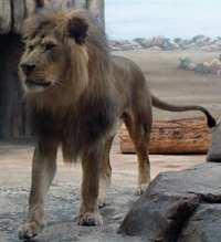 Male lion standing