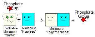 An unstable molecule reacts with another molecule to form a new molecule and release a phosphate group.