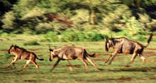 Gnu's using kinetic energy to keep from becoming food.