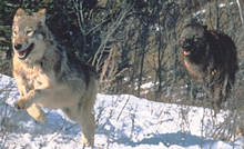 Wolves using kinetic energy to catch food.