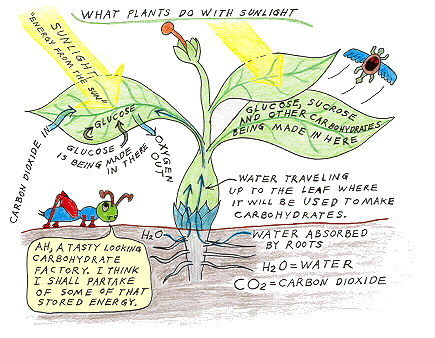 What do plants do with sunlight?  They photosynthesize it.